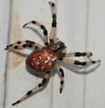 spider.jpg