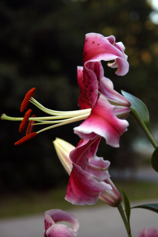 stargazer lilly.jpg