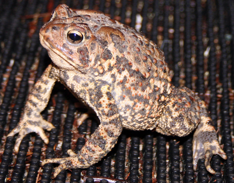 toad.jpg