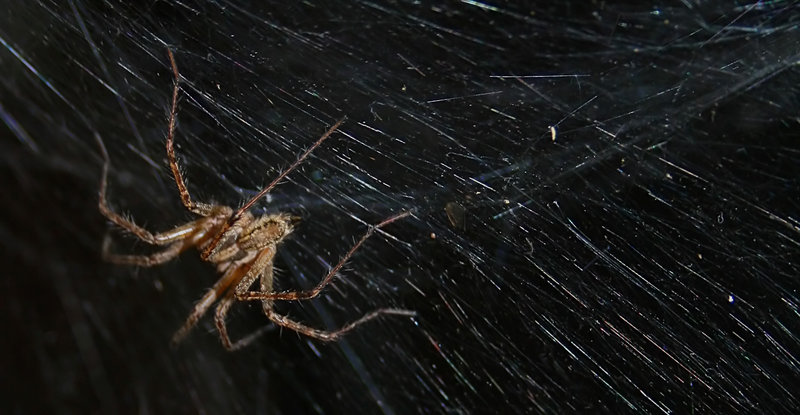 spider.jpg