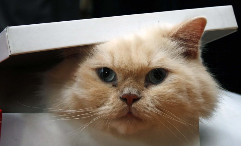 fluffbag.jpg
