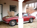 Goat on 427 corvette Stingray