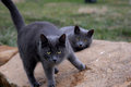 Barn Cats