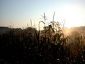 Sweet Corn at Dawn