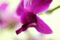 Sofly focused flower