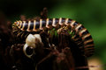 A Centipede