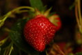 A Strawberry