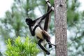 A Spider Monkey in Belize