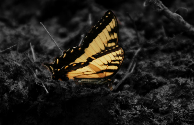 Butterfly