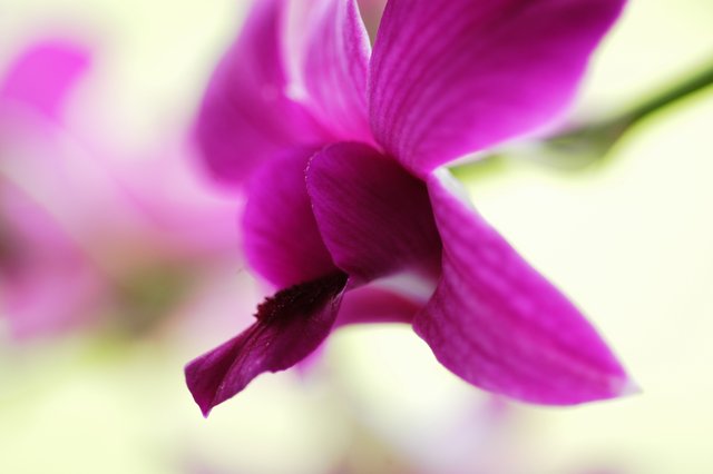 Sofly focused flower