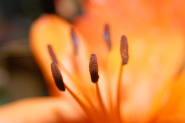 A Flower