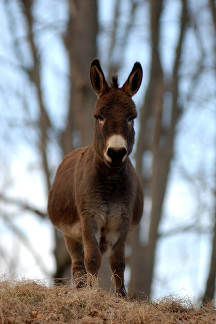 A Nice Ass named Pippa