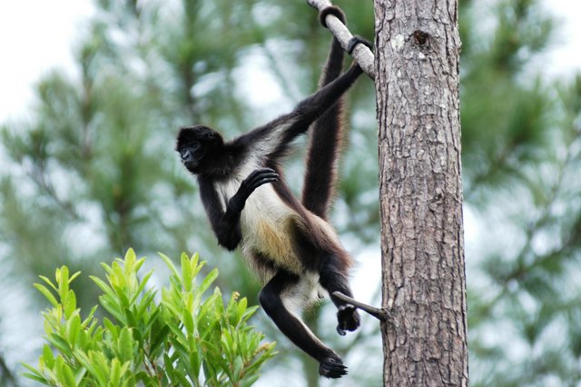 A Spider Monkey in Belize