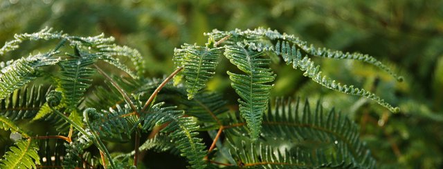 Wet Ferns