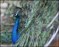 Peacock  Display