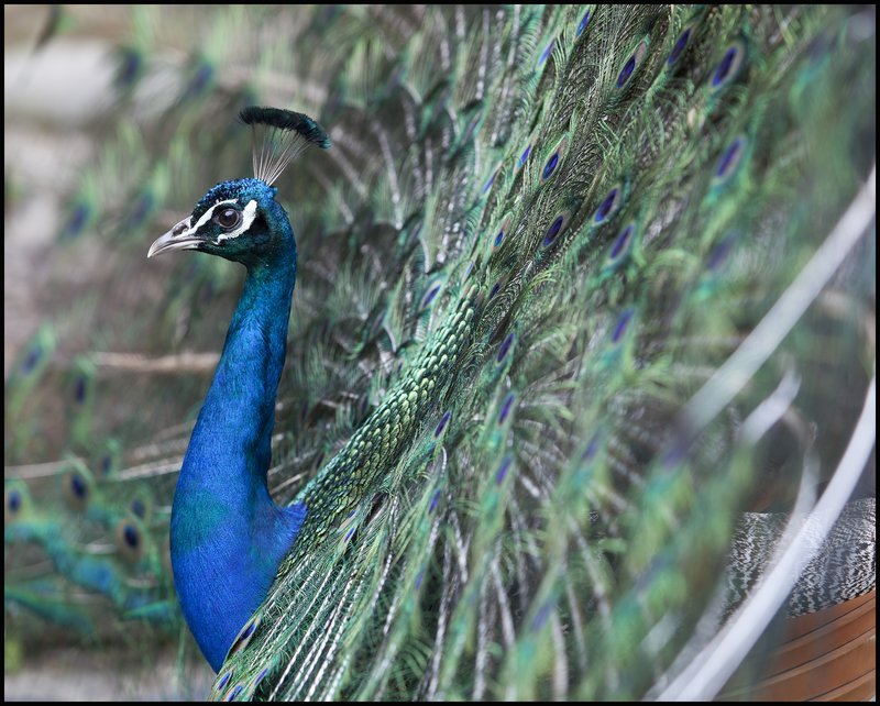 Peacock  Display