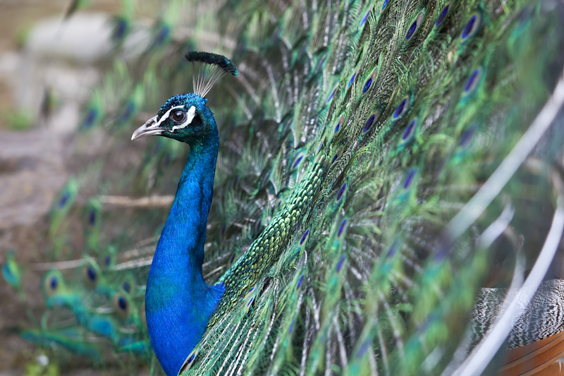 Peacock