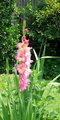 Pink Gladiola