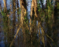 Reflections