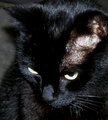 Mica
