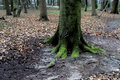 Roots