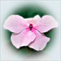 Pink I