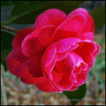 Proud Beauty