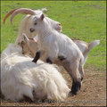 Kidding Around With Mom