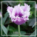 Hybrid Tulip