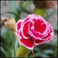 Autumn\'s Last Shout