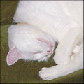 Do Not Disturb