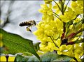 Worker Bee