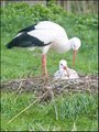 Guarding the Nest