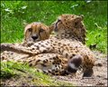 Spotty Relationship