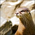 I Scout for New FemaleOtters