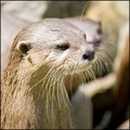 Has Anyone Seen My Mustache Trimmer?