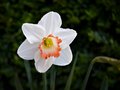 Star Narcissus