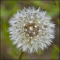Lion's Tooth