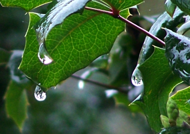 Rain Triplets