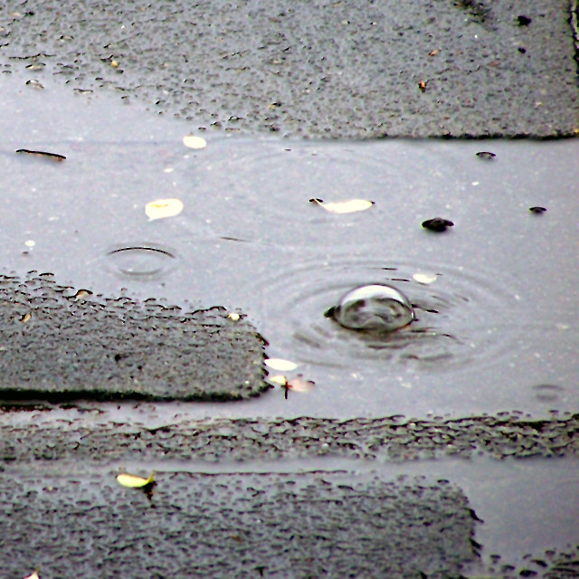Another Rainy Monday