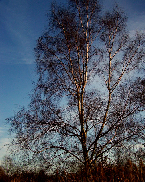 Tree In Evening Light