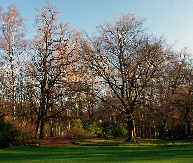 Morning Light in the Park