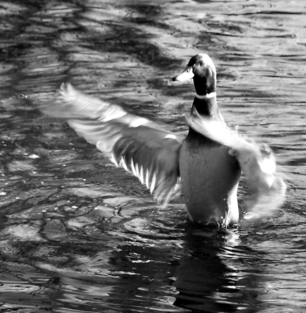 Early Morning Stretch B/W