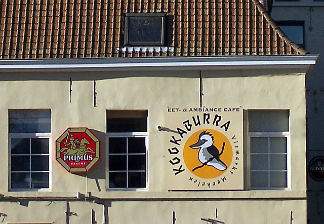 Kookaburra in Belgium