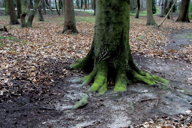 Roots