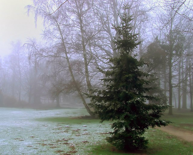 Frosty Morning I
