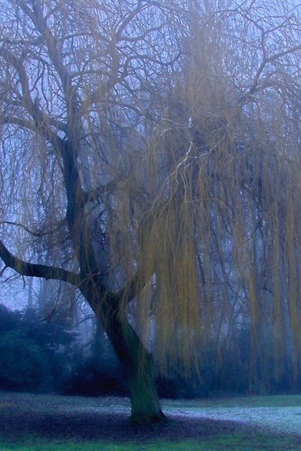Frosty Morning II