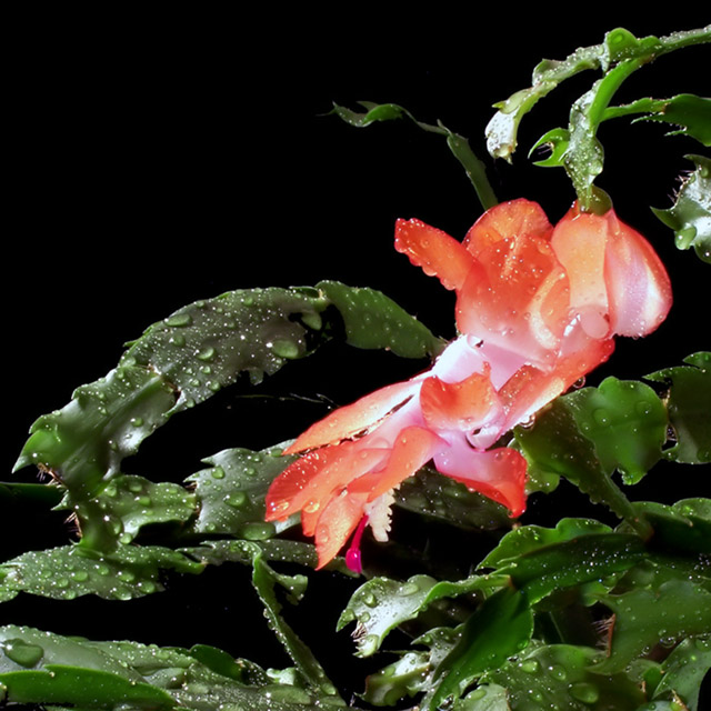 Christmas Cactus I