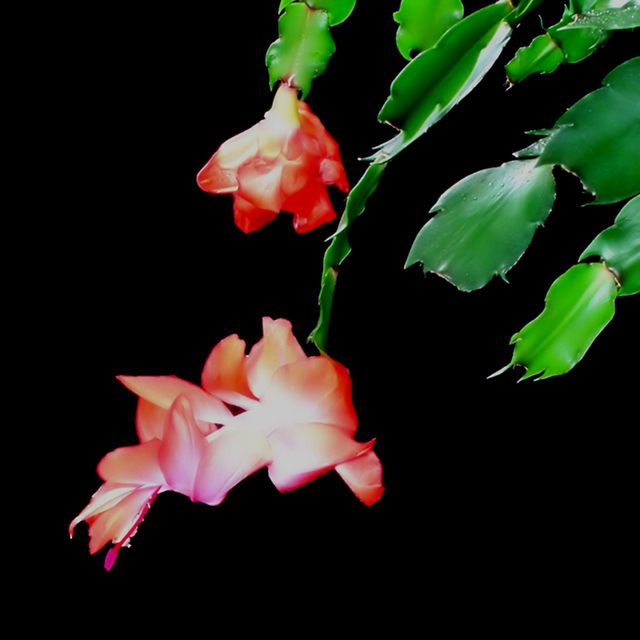 Christmas Cactus II