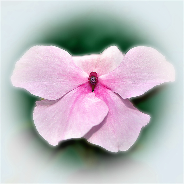 Pink I